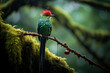 Rare capture: A resplendent Quetzal perches gracefully on mossy branch in Monteverde Cloud Forest, its trailing tail feathers elegant
