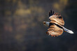 Bald Eagle soaring over White River in Arkansas
