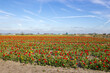 tulip field in the Netherlands - red and yellow tulips