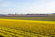 spring flowers field in the Netherlands - yellow narcissus
