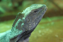 Closeup Of A Lizard In Macro Photography With A Green Background