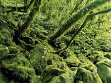 Closeup Of Trees On Rocky Ground Completely Covered In Green Mosses In A Forest