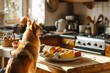 A dog is seated on a kitchen counter, attentively gazing at a plate of fresh fruit
