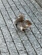 Closeup of an adorable brown squirrel on the ground