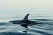 Photo of a single dolphin fin