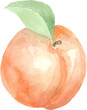Watercolor Peach. Isolated element for design.