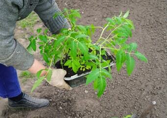 green tomato seedlings in milk cartons with soil are held by the hands of a farmer's woman in working cotton white gloves against the background of a greenhouse on a garden plot