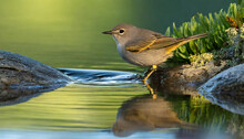 A Common Chiffchaff (Phylloscopus Collybita) Perched On A Rock In A Pond.