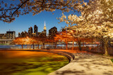 Fototapeta  - Evening spring in Long Island City Hunter's Point South Park. East River, cherry trees and Manhattan skyscrapers from Queens, New York City