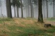 Closeup shot of a forest of tall evergreen trees covered in fog and a stump