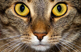 Fototapeta  - close up portrait of a brown cat, eyes nose and mouth