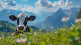 Fototapeta Zwierzęta - A cow in the background of mountains and blue sky
