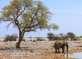 Fototapeta Sawanna - African Elephant standing next to a waterhole with a large green lush tree in the foreground