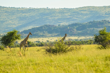 Authentic true South African safari experience in bushveld in a game reserve