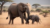 Fototapeta  - elephants in the savannah