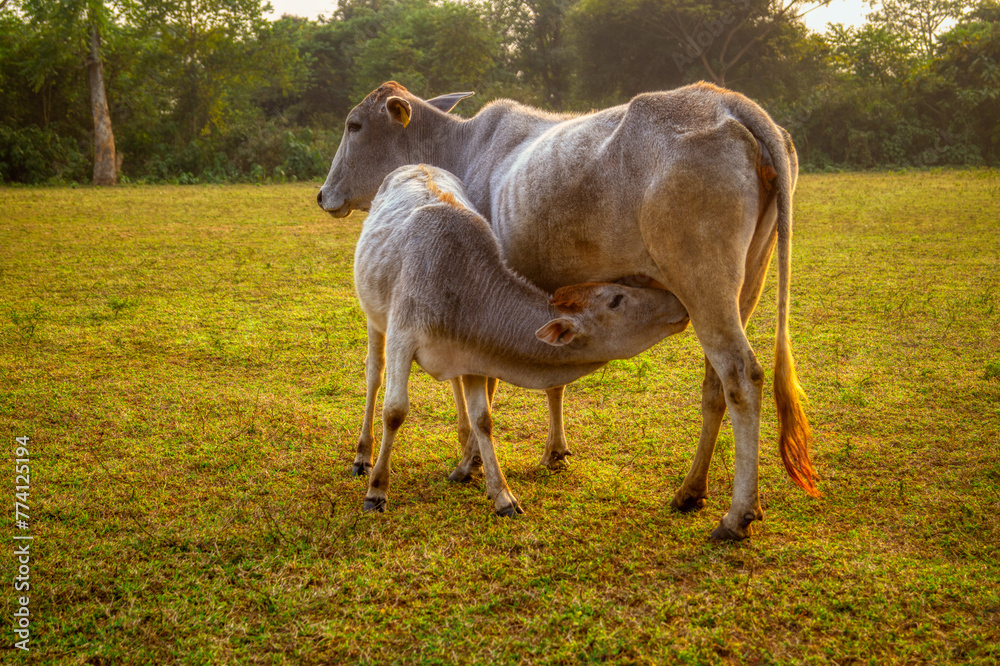 A young calf gently suckles milk from its mother cow, portraying a ...