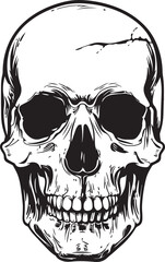 human skull illustration 