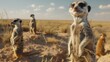A curious group of meerkats, standing on their hind legs with alert expressions, as they keep watch over their burrow in the sandy plains of the Kalahari Desert.