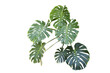 Tropical Monstera plant leaves isolated on transparency