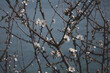 Photographie de fleurs de prunelier blanches écloses au printemps au bord de mer.