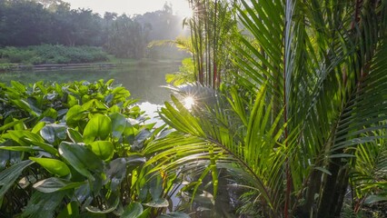 Sun breaks through green leaves and reflect in the water of lake. Beautiful morning in Singapore botanical garden. Gimbal shot, 4K