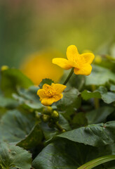 Wall Mural - Kingcup, marsh marigold, caltha palustris plant. Spring flower background