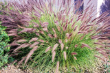 Fototapeta Zwierzęta - Closeup of dense and robust clumping Fountain grass often growing in residential roadside verges