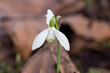 close up of White bell shaped flower of Snowdrops Galanthus nivalis