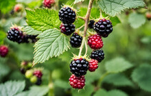 Ripe,ripening And Unripe Blackberries On Blackberry Bush In The Garden.rubus Fruticosus.
