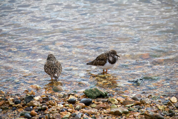 Canvas Print - turnstones in the sea on a pebble beach