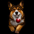 A Pembroke Welsh Corgi dog. A color, watercolor image of a dog running after a ball on a black background. 
