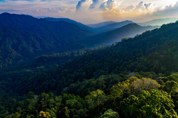 A lush green forest with a mountain range in the background