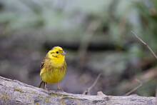 Yellowhammer, Emberiza Citrinella,  On A Tree Stump In Springtime