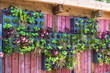 Colorful plants in a vertical garden, greening concept, modern urban garden