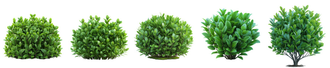 Tropical green round bushes isolated on transparent or white background. Round shrubs plant from side view for garden decoration. Realistic 3D rendering