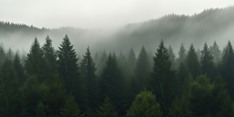 Wall Mural - The dense forest is obscured by a veil of fog, creating an ominous ambiance.