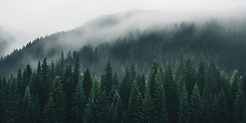 Wall Mural - a fog-shrouded forest creates an eerie atmosphere.