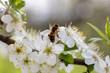 A honey bee is captured foraging on white blossoms of a fruit tree, cherry or apple. The image focuses on the bee with a blurred green background, serene spring.