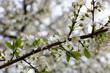 white flowers in spring, tree full of flowers