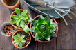 top view on succulent  potted and gardening equipment on wooden table ibackground