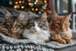 Trio of majestic felines lounges, diverse in pattern yet united, their gaze fixed and steady, amidst a setting rich with yuletide splendor. Serene assembly of regal cats, each distinct in fur,