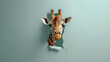 Curious giraffe peeking out of the hole, a cute giraffe sticking its head out of a wall crack hole, pastel blue background with copy space for text