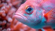   A tight shot of a blue-red fish with an orange, white-striped eye and surrounding corals