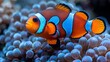   A tight shot of a clownfish nestled among anemone tentacles, displaying distinct orange and blue stripes