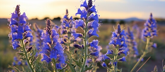 Sticker - Lavender blooms in a meadow under a colorful evening sky create a picturesque scene of nature's beauty