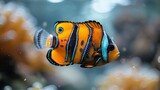 Fototapeta  -   A tight shot of an orange-blue fish in an aquarium, displaying a black lateral line