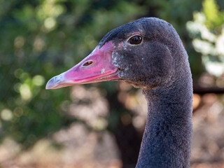 Poster - Closeup of the dark head and pink beak of a Spur-Winged Goose.