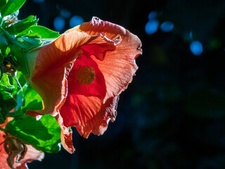 Poster - Closeup of a red flower with a dark background.