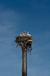 Duttlenheim, France - 06 27 2023: View of storks perched on their nest on a lamp post