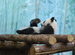 Funny giant panda (Ailuropoda melanoleuca) cub (focus on head)